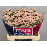 Limonium Parkjuur S Peach Wings 60cm