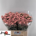 Limonium Parkjuur S Peach Wings 60cm