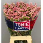 Limonium Parkjuur S Peach Wings 70cm