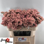 Limonium Parkjuur S Peach Wings 70cm