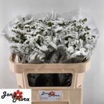 Limonium Parkjuur S Harmony Wings 70cm