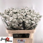 Limonium Parkjuur S Harmony Wings 70cm