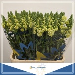 Antirrhinum Lõvilõug Double White 80cm