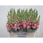 Antirrhinum Lõvilõug Double Pink 60cm