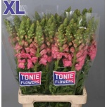 Antirrhinum Lõvilõug Double Pink 70cm