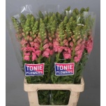 Antirrhinum Lõvilõug Double Pink 70cm