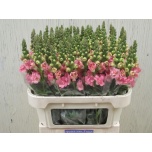 Antirrhinum Lõvilõug Double Pink 75cm