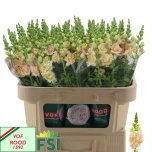 Antirrhinum Lõvilõug Holly Double Champagne 70cm
