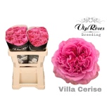 Roos 50cm Villa Cerise