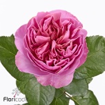 Roos 60cm Villa Cerise