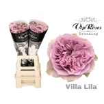 Roos 70cm Villa Lila