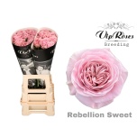 Roos 70cm Rebellion Sweet