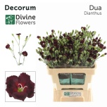 Dianthus Nelk SP solomio dua
