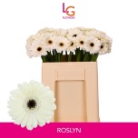 Gerbera MINI Roslyn*20