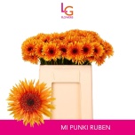 Gerbera MS Punki Ruben*20