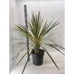 Cordyline other 32cm