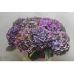 Hydrangea Hortensia Midnight Sky Classic 75cm*5