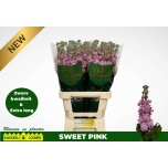 Matthiola Levkoi milla pink 70cm