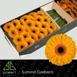 Gerbera GR Oaklyn*25