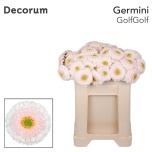 Gerbera MB Golfgolf*20
