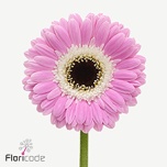 Gerbera MINI Tahiti*20