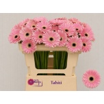 Gerbera MINI Tahiti*20