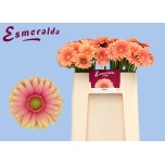 Gerbera MINI Dora*20