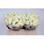 Kobarroos 50cm Astaea