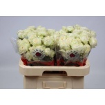 Kobarroos 60cm Astaea