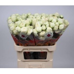 Kobarroos 70cm Astaea