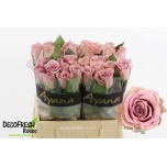 Roos 40cm Pillow Talk