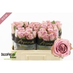 Roos 50cm Pillow Talk