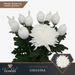 Chrysanthemum Krüsanteem BL Stravina 110gr*10