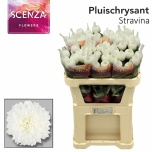 Chrysanthemum Krüsanteem BL Stravina 85gr*10