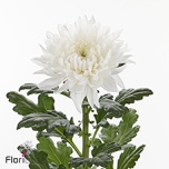 Chrysanthemum Krüsanteem BL Stravina*10