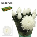 Chrysanthemum Krüsanteem BL Stravina*10