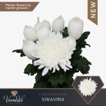 Chrysanthemum Krüsanteem BL Stravina*10