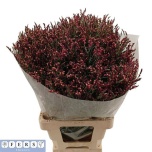 Limonium Parkjuur V Vivid Diamond 70cm