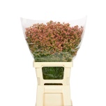 Limonium Parkjuur V Inca Diamond 65cm