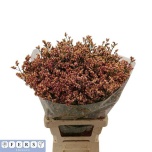 Limonium Parkjuur V Inca Diamond 70cm
