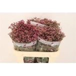 Limonium Parkjuur V naomi diamond 70cm