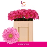 Gerbera MINI Precious*20