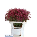 Limonium Parkjuur V Fenix Diamond 55cm