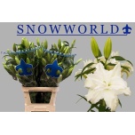 Lilium Liilia OR DU Snow World 90cm