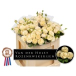 Kobarroos 50cm Royal Champagne