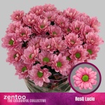 Chrysanthemum Krüsanteem SP Resq Lucie 80g*5