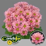 Chrysanthemum Krüsanteem SP Resq Lucie*5