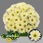 Chrysanthemum Krüsanteem SP Resq Cream*5