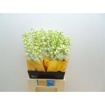 Delphinium Kukekannus Mag Fountains White 50cm