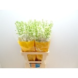 Delphinium Kukekannus Mag Fountains White 70cm